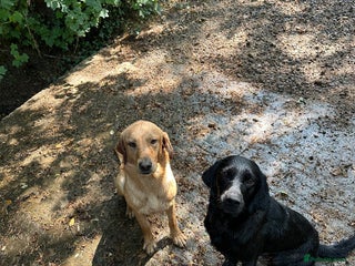 Labrador Retriever dogs - Advert 36