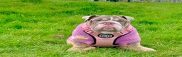 English Bulldog dogs for sale: 8 months old girl - Advert 7
