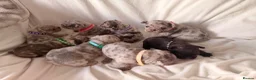 French Bulldog dogs for sale: Incredible Merle litter  - Advert 8