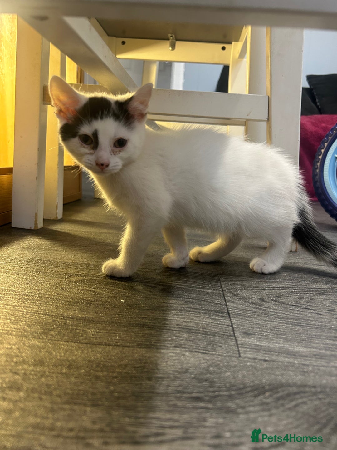 Mixed Breed cats for sale:  8 weeks old not 6 Black and white kittens  - Advert 5