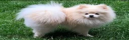 Pomeranian dogs for sale: Beautiful Pomeranian Puppies - Advert 13