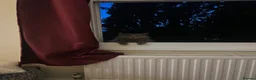 British Longhair cats for sale: British longhair  - Advert 1