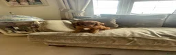 Cavapoo dogs for sale: Cavapoo puppies  - Advert 6