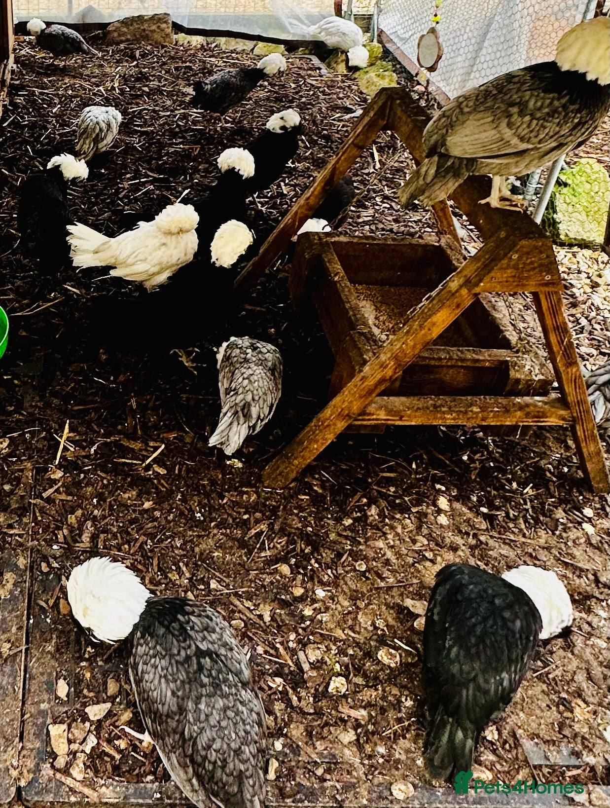 Chickens poultry Polish Hens - POINT OF LAY - Advert 2