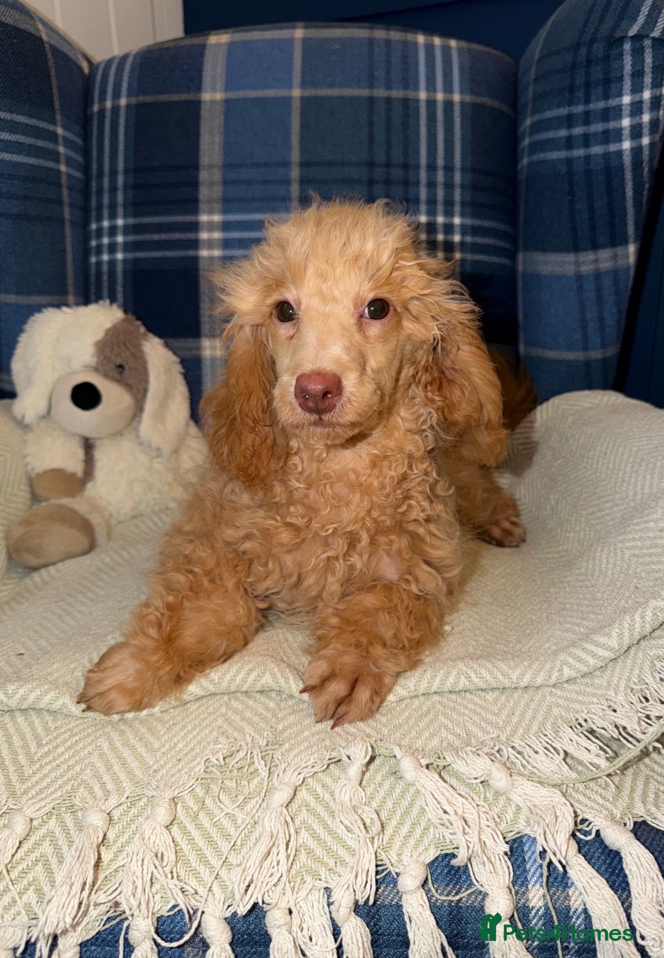 Miniature Poodle dogs 🩷Beautiful Mini Poodle Puppies - Ready Now 💜 - Advert 1