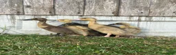 Ducks poultry for sale: Female runner ducklings  - Advert 2