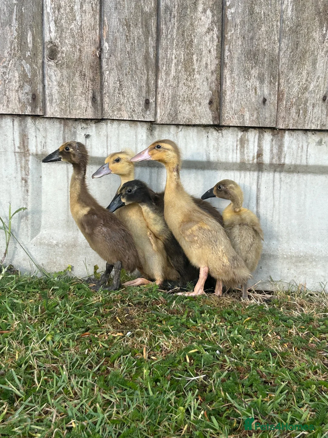 Ducks poultry for sale: Female runner ducklings  - Advert 2