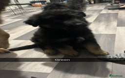 German Shepherd dogs for sale: Beautiful black/tan German shepherd pups for sale  - Image 6