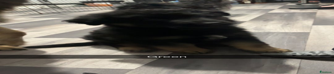 German Shepherd Puppy 1