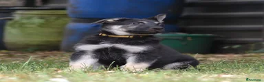 NINA ( yellow collar)