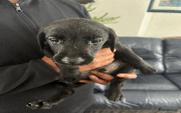 Labrador Retriever dogs for sale: Beautiful Labrador Puppies (4 boys 4 girls) in Wishaw - Image 8