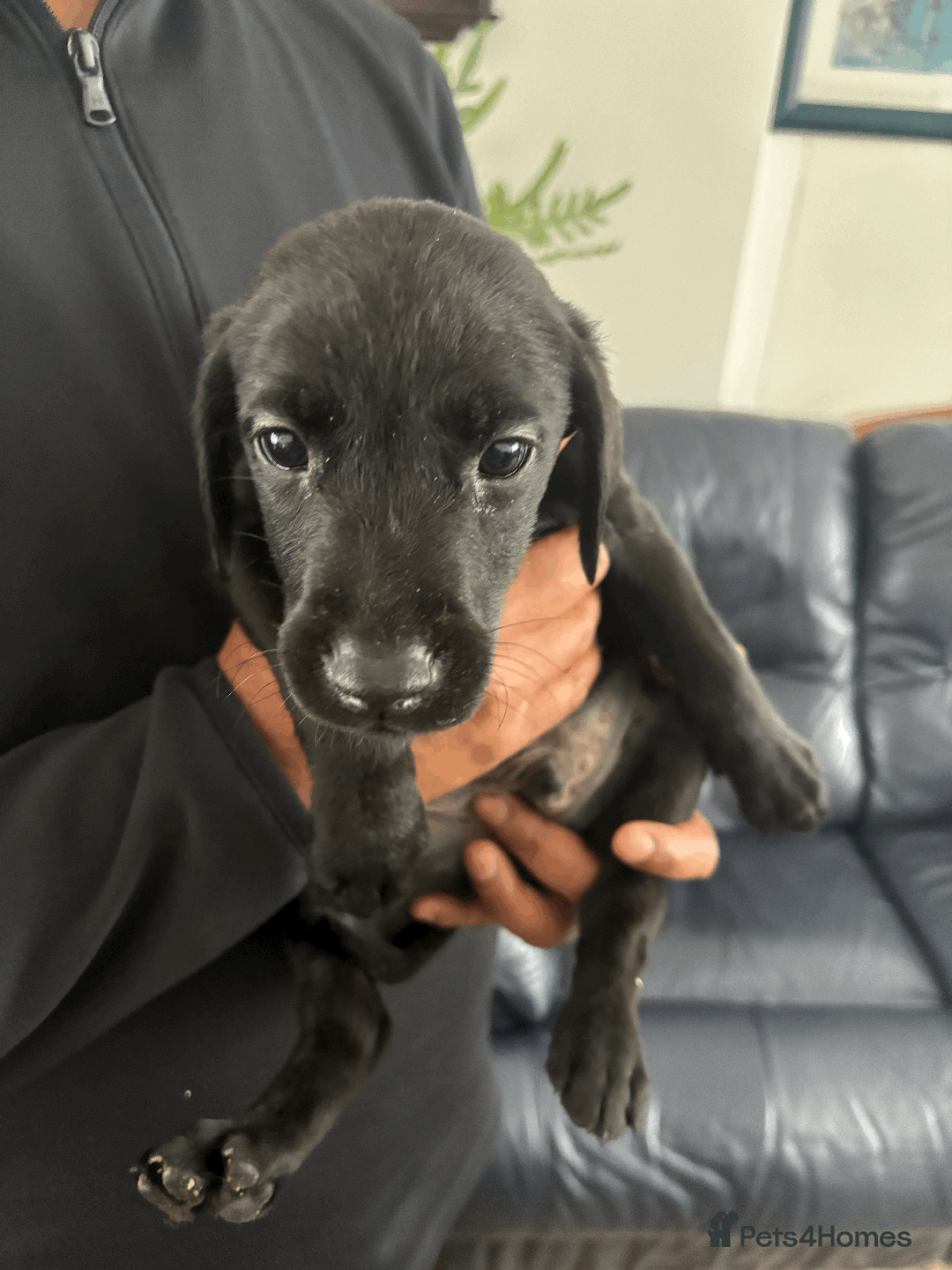 Labrador Retriever dogs for sale: Beautiful Labrador Puppies (4 boys 4 girls) in Wishaw - Image 8