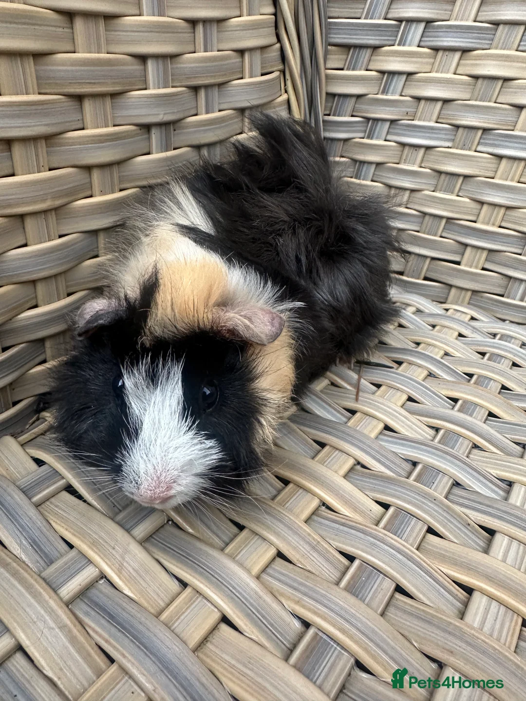 Guinea Pig rodents for sale: 1 left Lovely funky haired male guinea pig - Advert 4