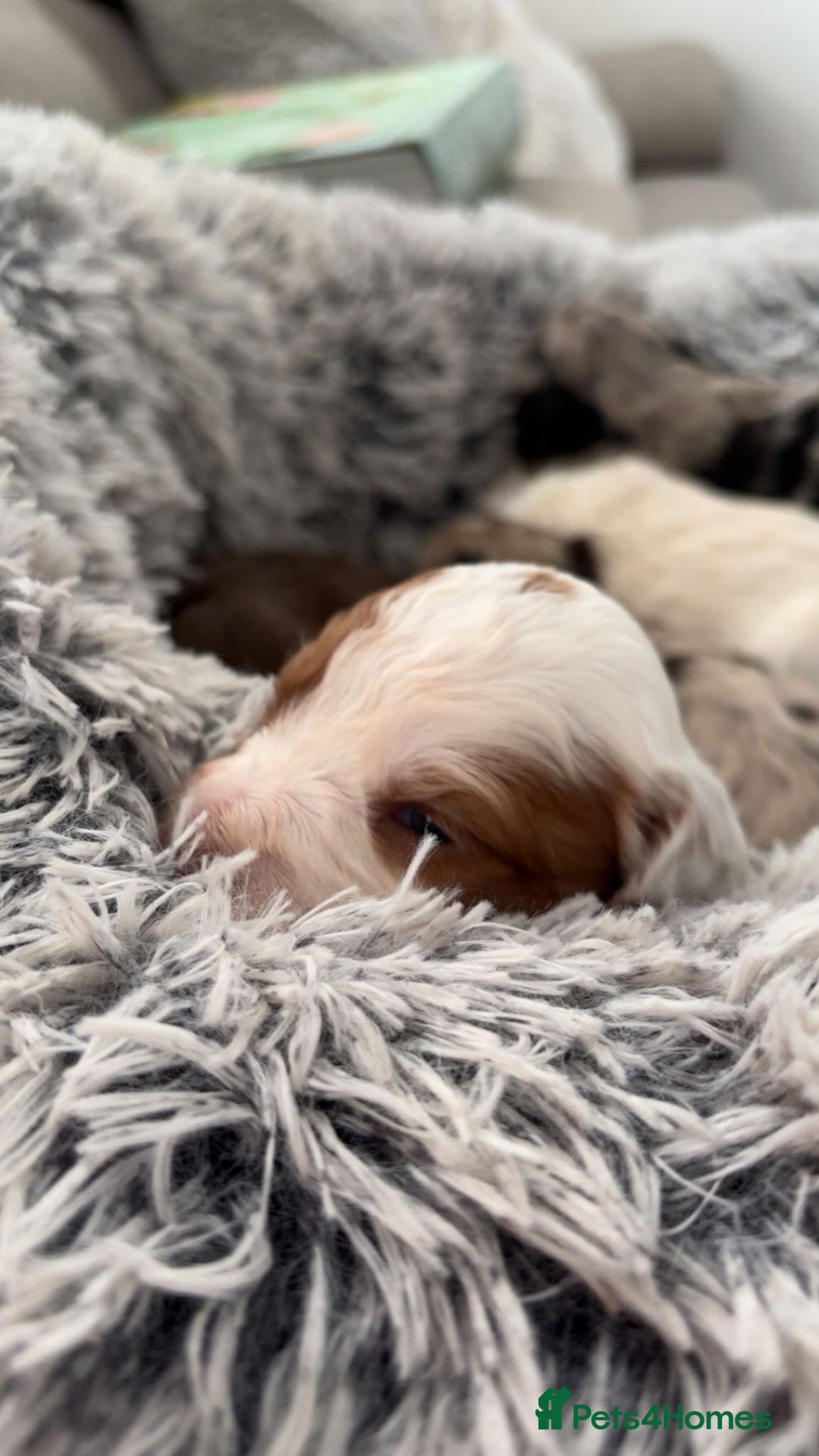 Cockapoo dogs for sale:   🐾 Cockapoo Puppies 🐶  - Image 9
