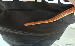 Corn Snake reptiles for sale: Corn snack  - Image 2