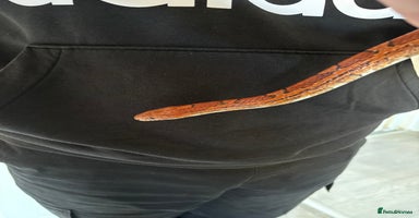 Corn Snake reptiles - Advert 6