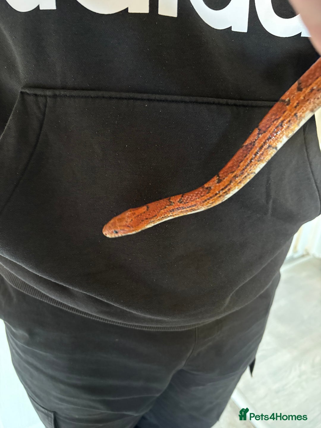 Corn Snake reptiles for sale: Corn snack  - Image 2