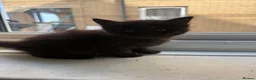 British Longhair cats for sale: Beautiful longhair kittens for SALE! - Advert 37