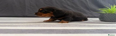 Miniature Dachshund 1
