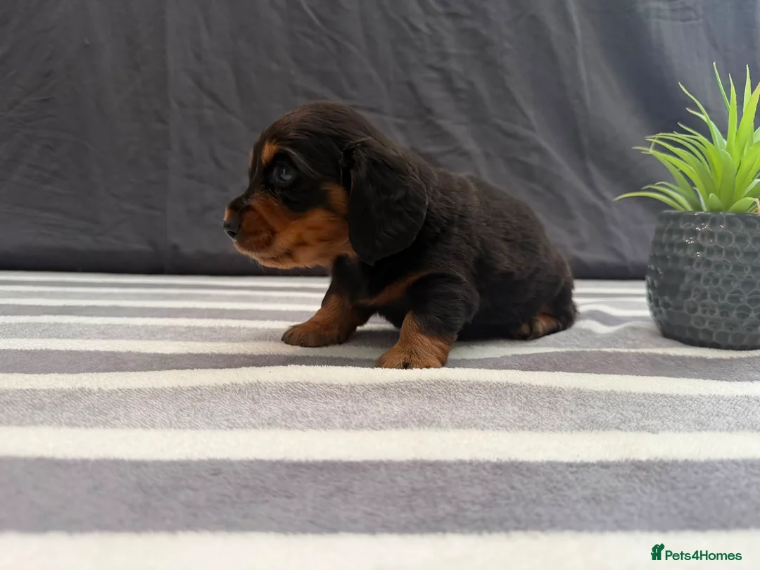 Miniature Dachshund dogs for sale: Longhair Miniature Dachshund - Advert 2