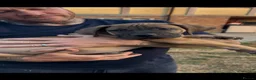 Boerboel dogs for sale: South African boerboel - Advert 8
