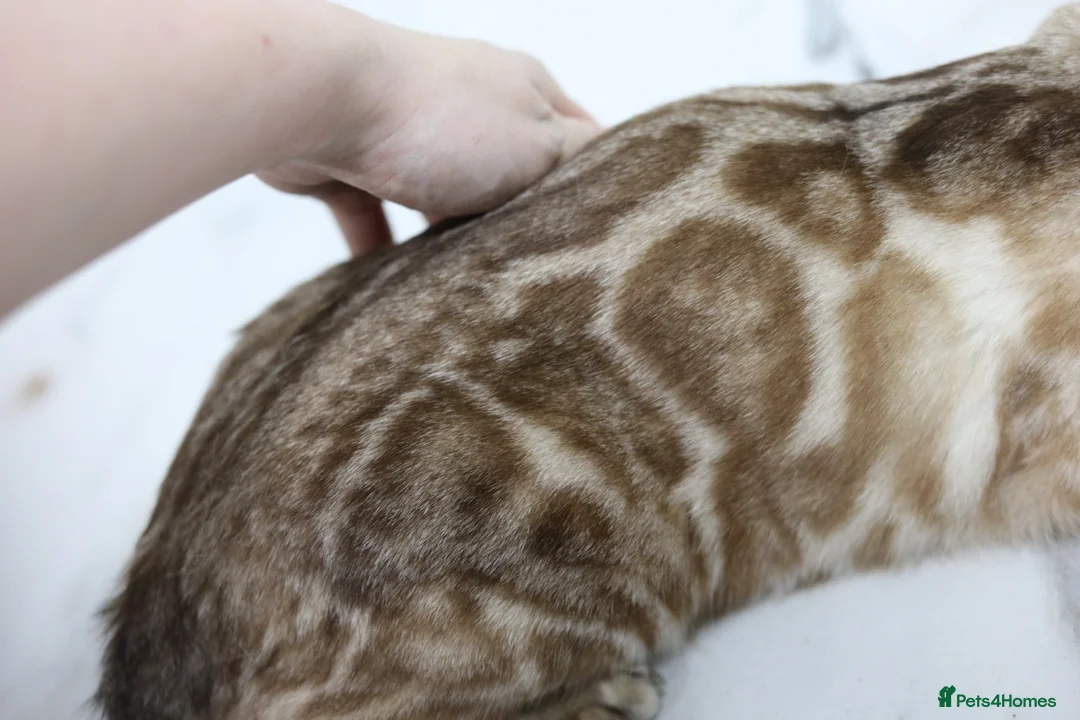 Bengal cats for sale: Magnificent Bloodline Bengals  - Advert 2
