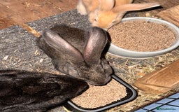 Continental Giant rabbits for sale: Pure Bred Continental Giant Rabbits  - Image 40
