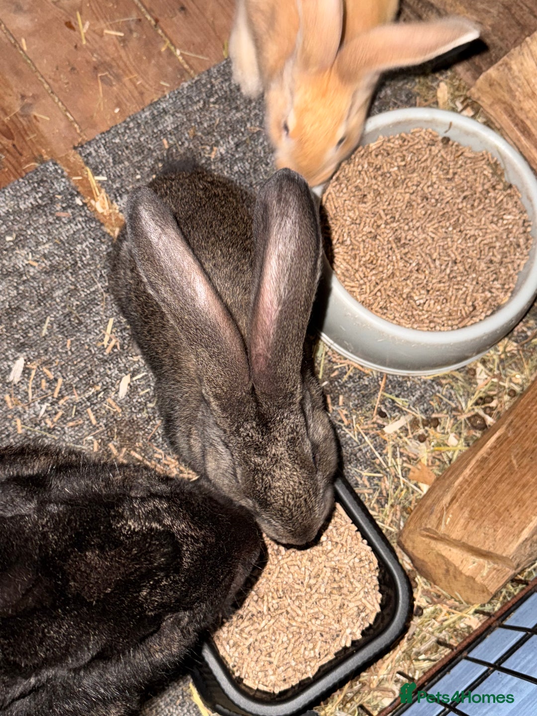 Continental Giant rabbits for sale: Pure Bred Continental Giant Rabbits  - Image 40