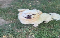 Mixed Breed dogs for adoption: Sweet Bob looking for LOVE - Image 7