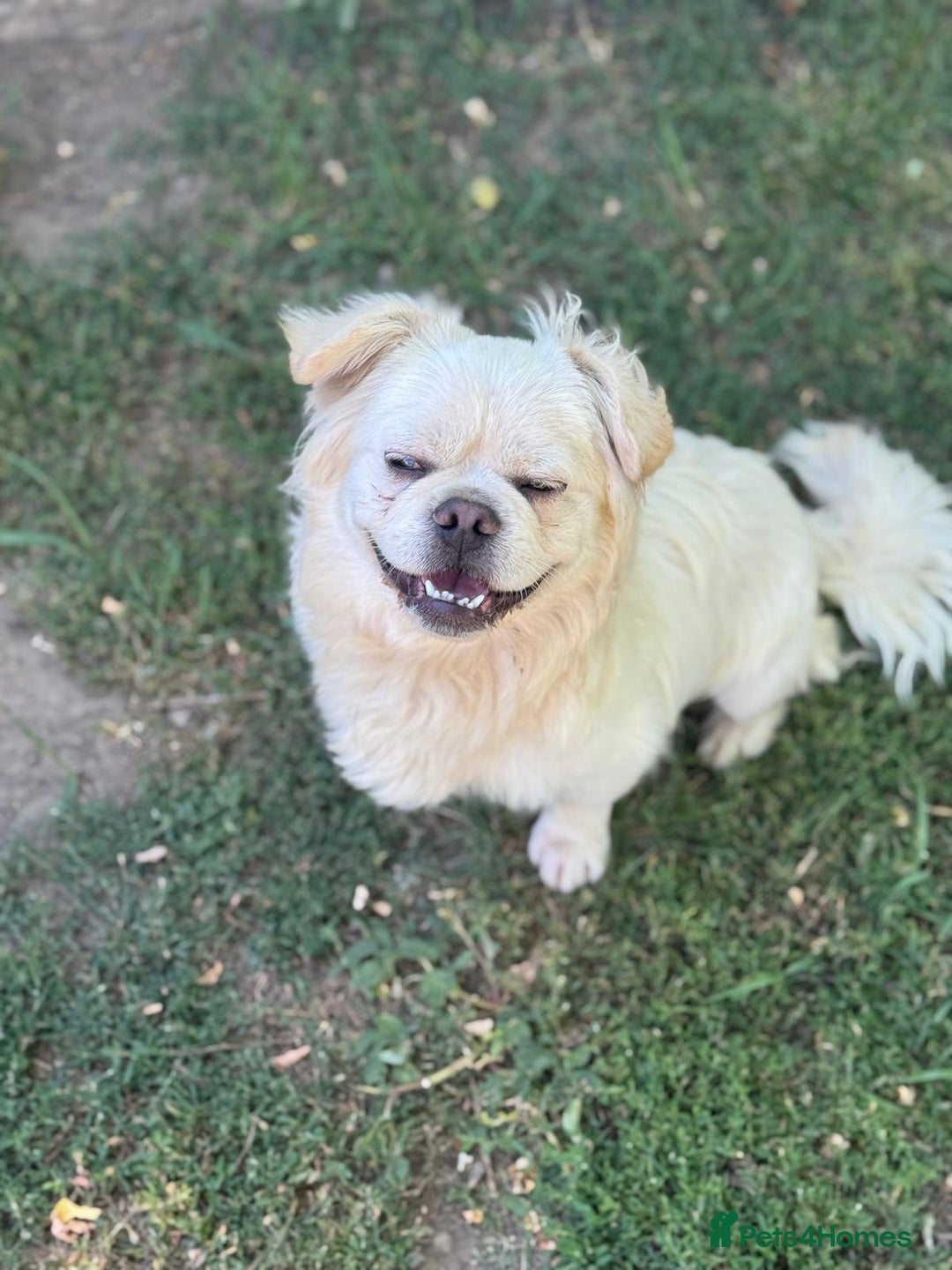 Mixed Breed dogs for adoption: Sweet Bob looking for LOVE - Image 7