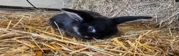 French Lop rabbits for sale: Beautiful Miniature Lop Does - Advert 17