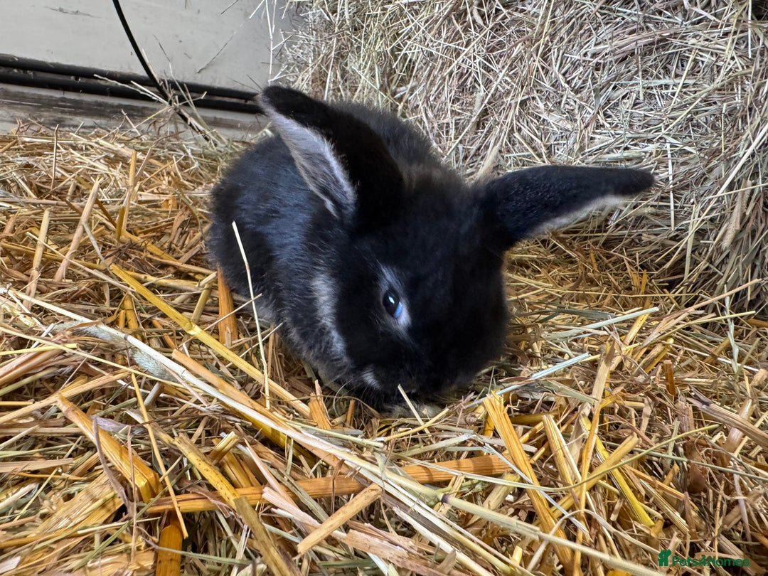 French Lop rabbits for sale: Beautiful Miniature Lop Does - Advert 17
