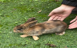 Mixed Breed rabbits for sale: Female & Male baby rabbits for sale  - Image 3