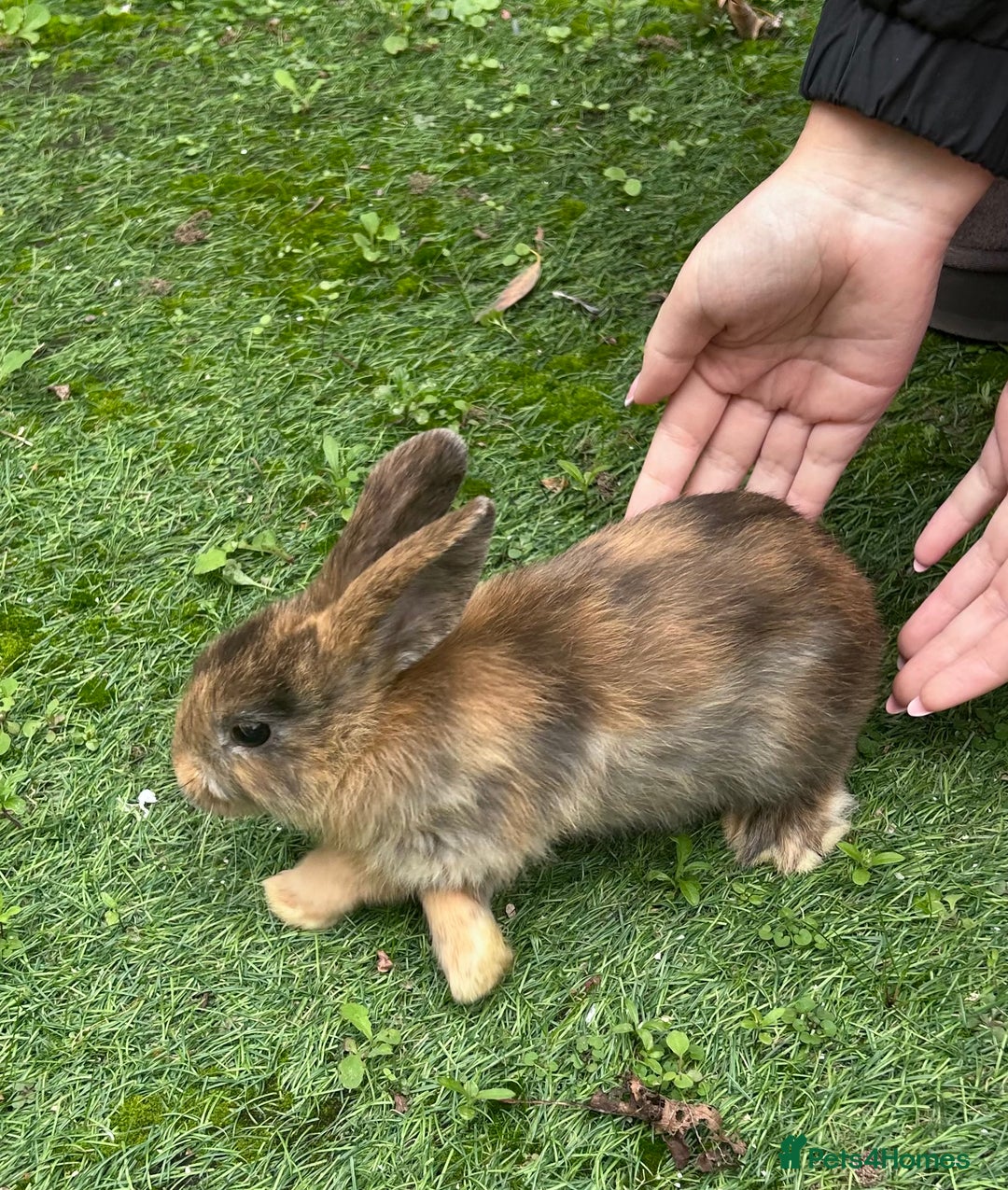 Mixed Breed rabbits for sale: Female & Male baby rabbits for sale  - Image 3