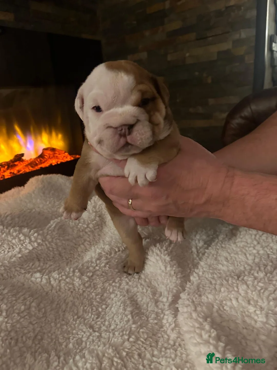 English Bulldog dogs for stud: English bulldog stud - KC registered in Wickford - Advert 14