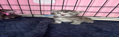 Bengal 1