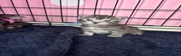 Bengal cats for sale: Bengal mix kittens  - Advert 10