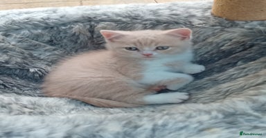 British Shorthair cats - Advert 6