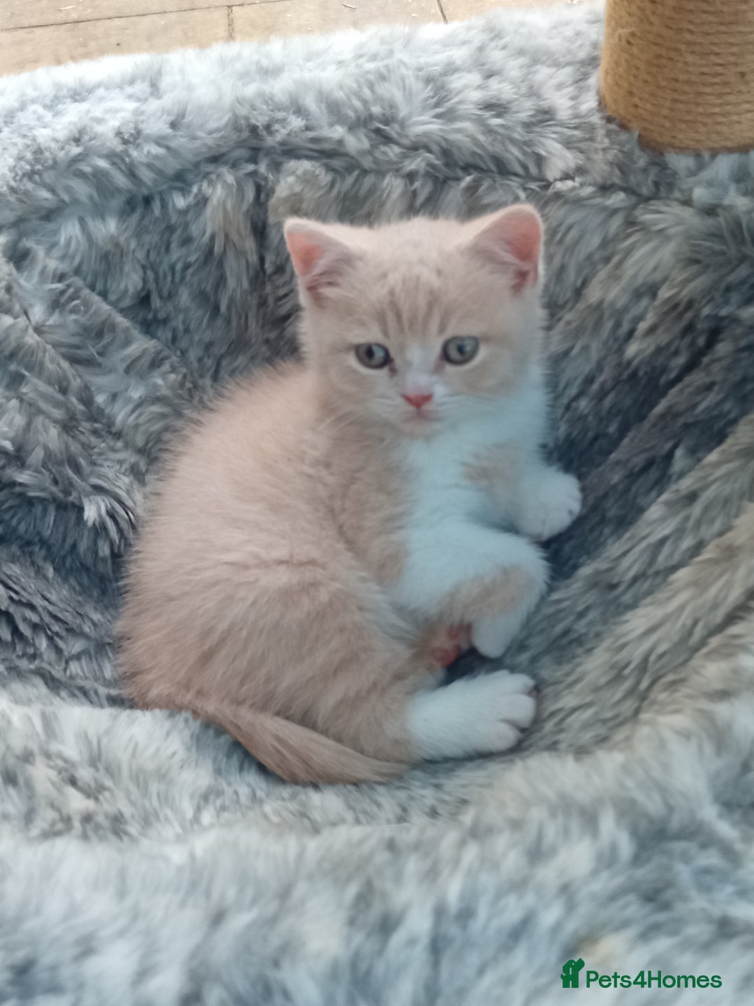British Shorthair cats for sale: Gorgeous British short-hair kittens  - Image 6