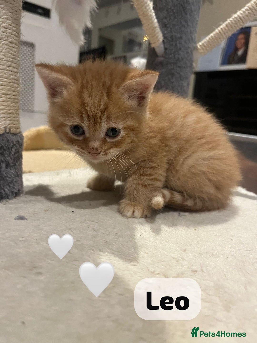 Mixed Breed cats for sale: 🐾 8 Beautiful kittens….🩵🩷 - Advert 37