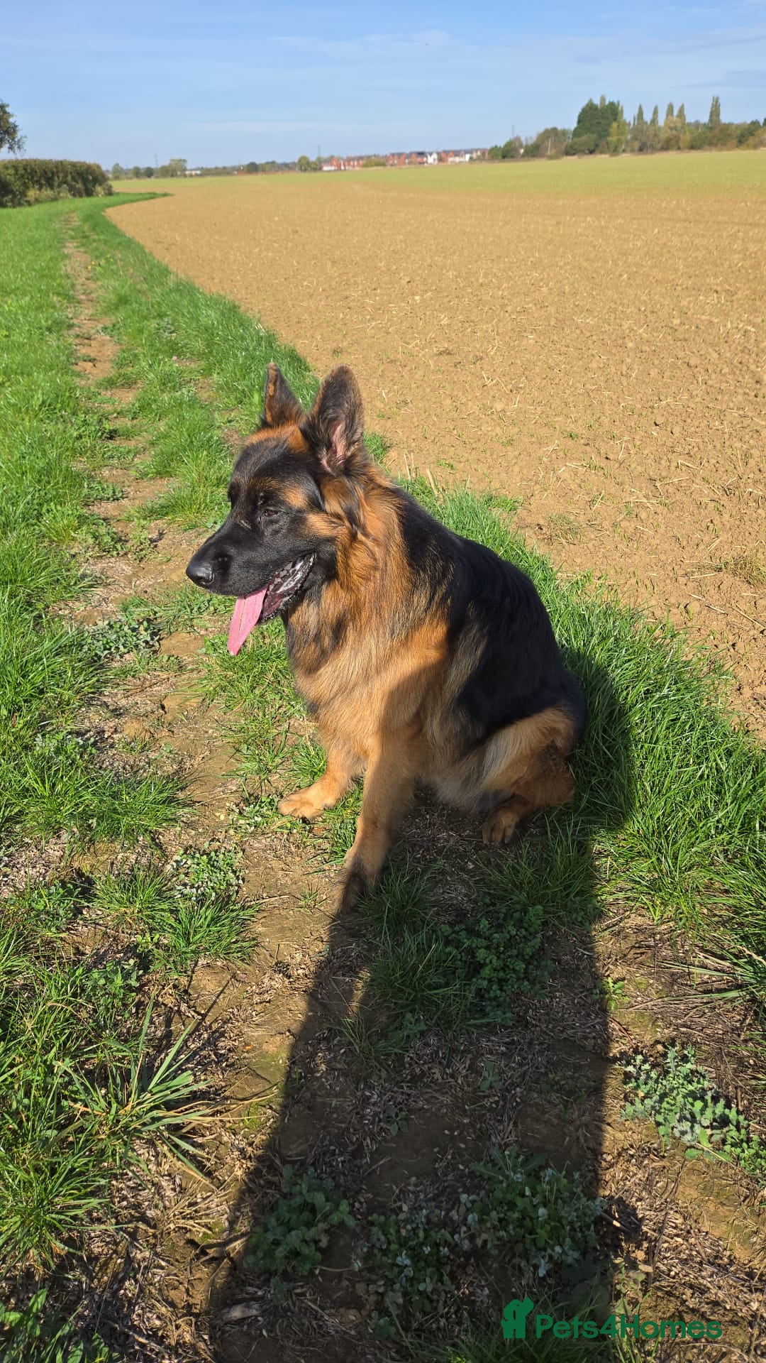 German Shepherd dogs for sale: Beautiful male German Shepherd  - Advert 3