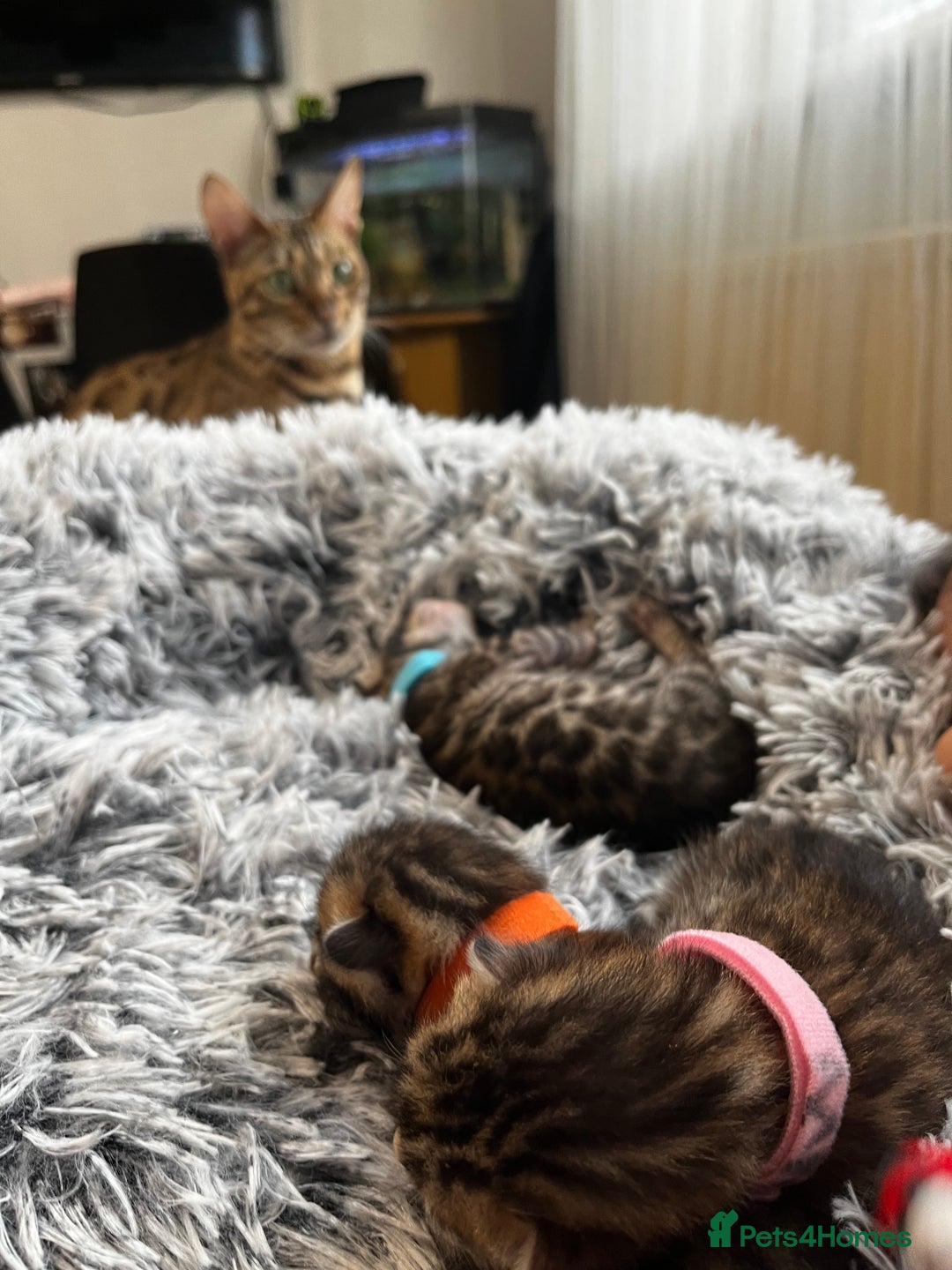 Bengal cats for sale: Beautiful bengal kittens for sale, 2boys available - Advert 3