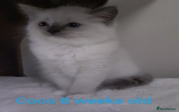 Ragdoll cats for sale: GCCF pedigree ragdoll kittens for sale £850 -£1100 - Image 21