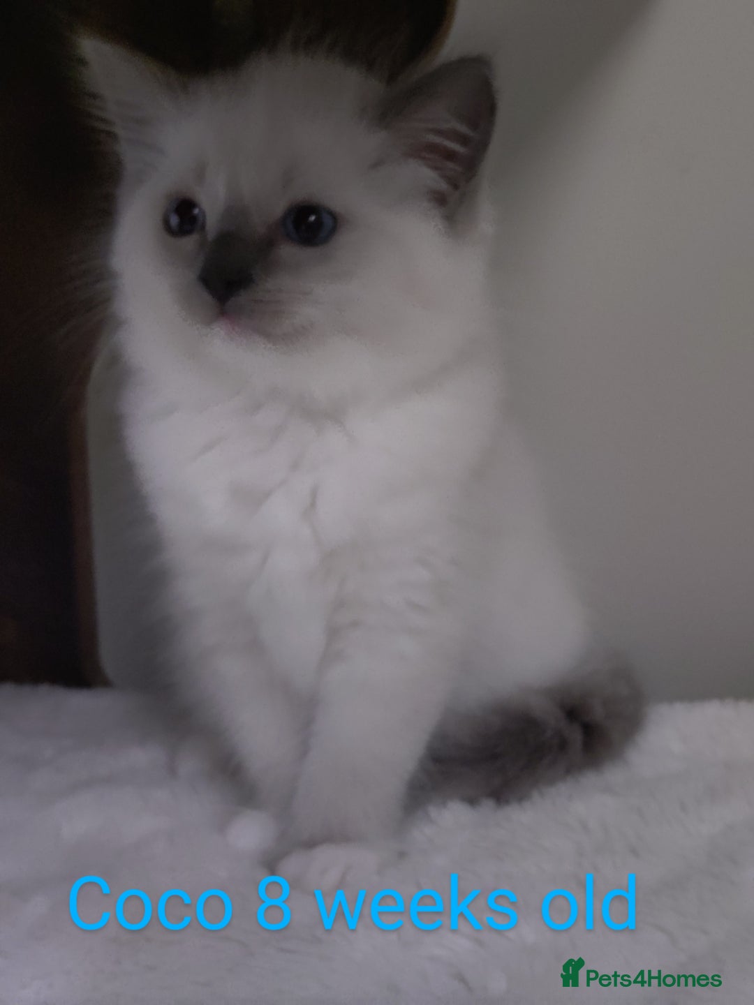 Ragdoll cats for sale: GCCF pedigree ragdoll kittens for sale £850 -£1100 - Image 21