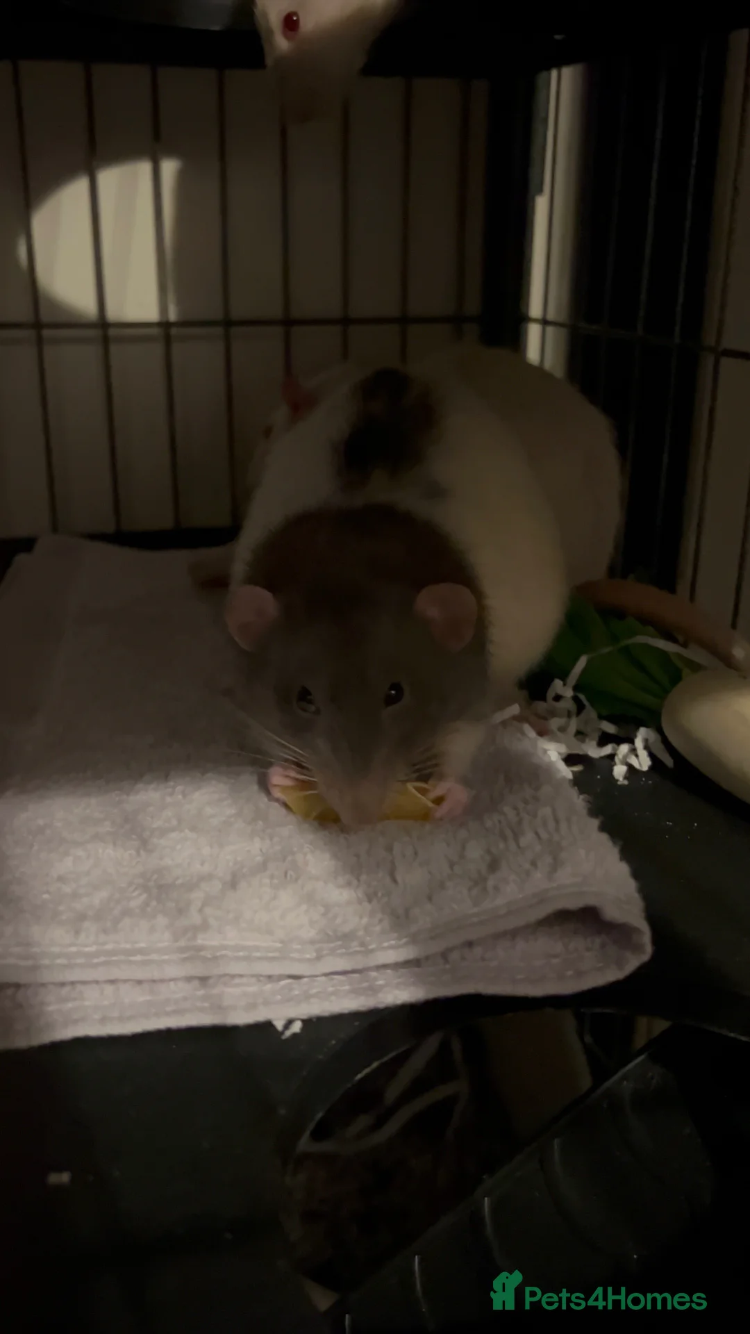 Rat rodents for sale: Three male rats WITH enclosure in Leicester - Advert 2