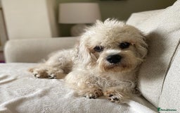Dandie Dinmont Terrier dogs for sale: Cute Dandie Dinmont Terrier puppy - Image 2