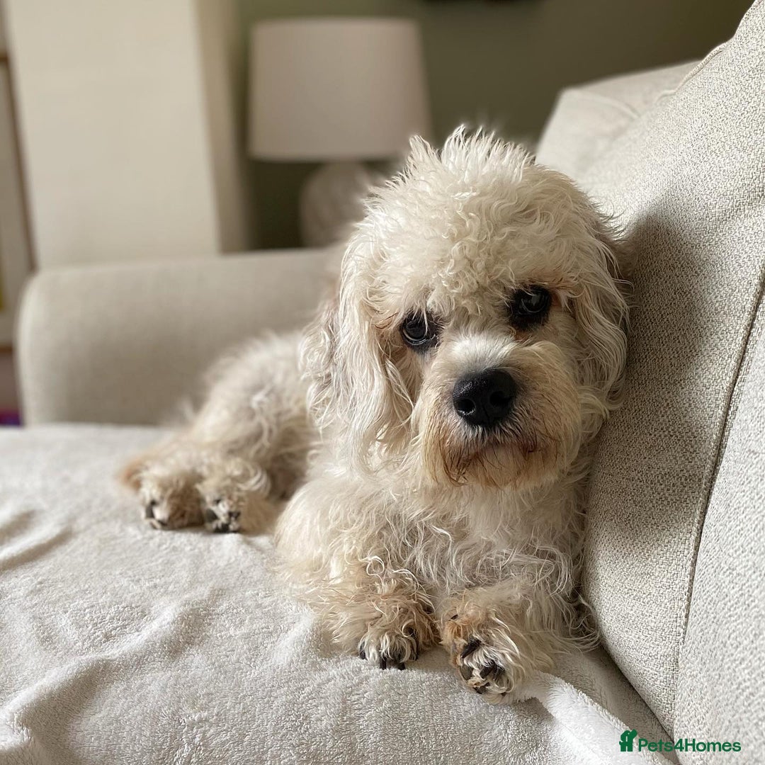 Dandie Dinmont Terrier dogs for sale: Cute Dandie Dinmont Terrier puppy - Image 2