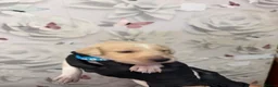 Saluki dogs for sale: DWKC registered Saluki puppies. - Advert 16