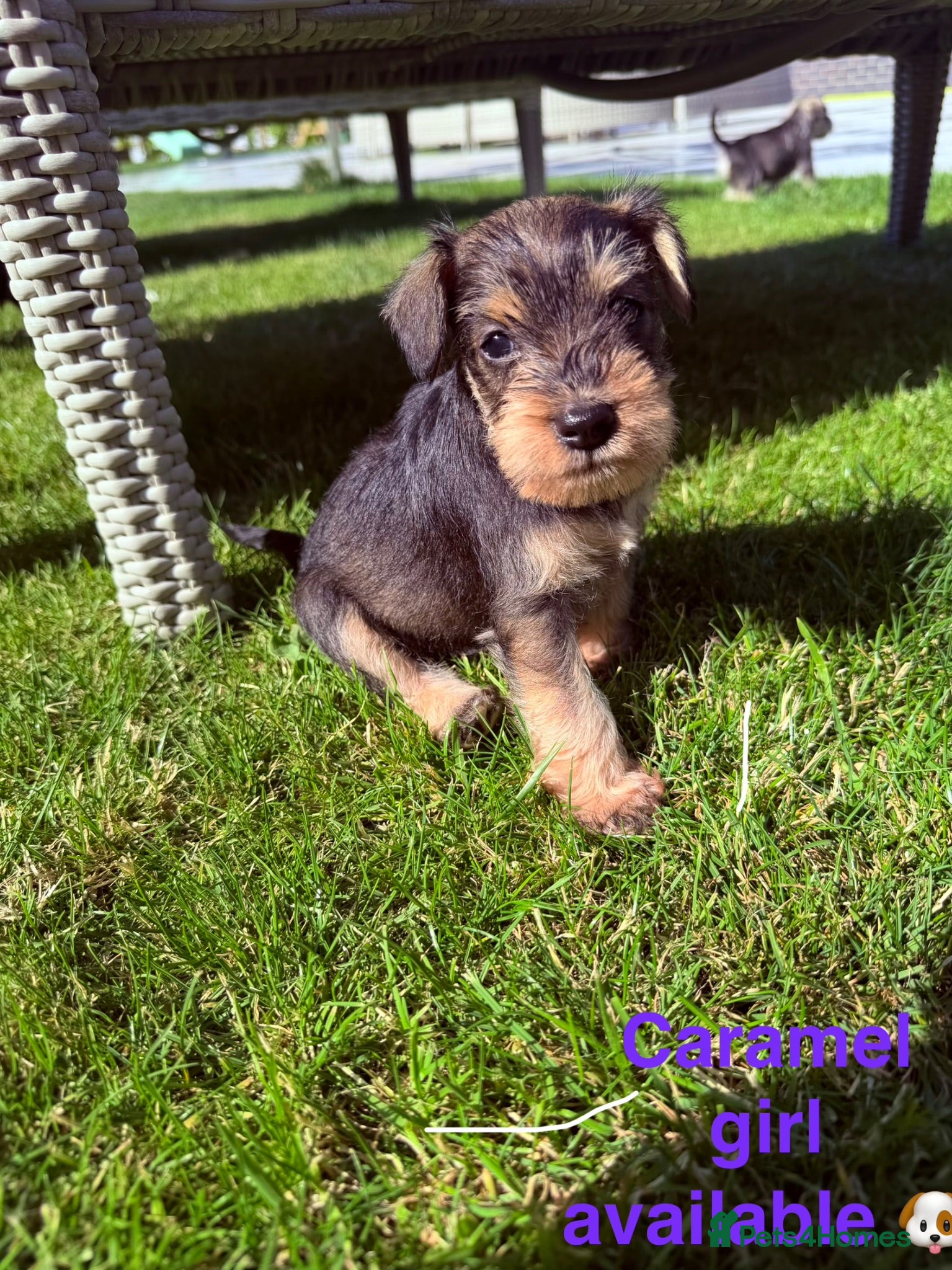 Miniature Schnauzer dogs Stunning litter of miniature schnauzers 🐶  - Advert 2