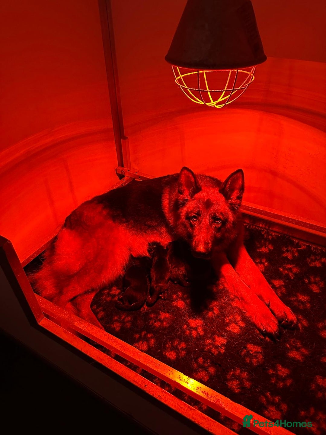 German Shepherd dogs for sale: Quality litter show line/working line puppy’s  - Advert 1